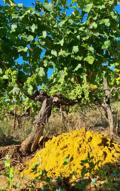 Sol de millarges cuvée Chateau de Coulaine