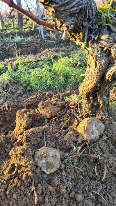 Vignes cabernet franc Bonnaventure