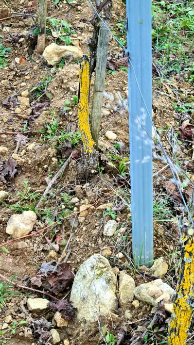 Vigne terroir cabernet franc Picasses